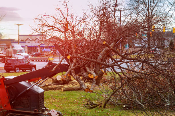 Wellsboro, PA Tree Services Company