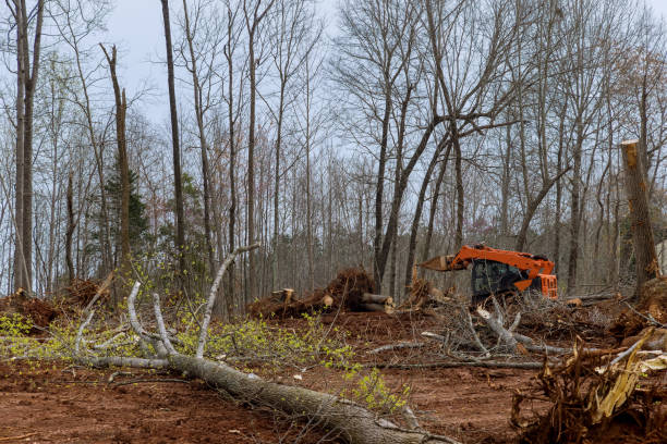 How Our Tree Care Process Works  in  Wellsboro, PA